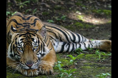 tiger-india